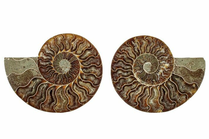 Cut & Polished, Agatized Ammonite Fossil - Madagascar #244713